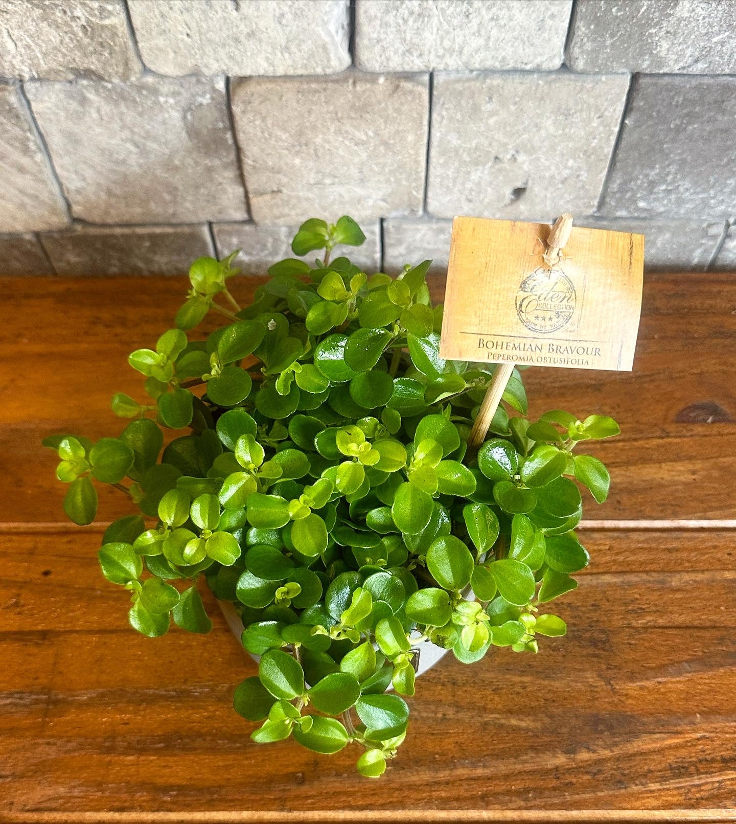 Trailing Jade Necklace Peperomia