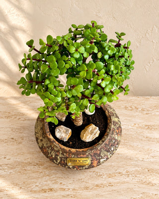 Jade bonsai succulent with glossy green leaves in a rustic decorative planter by ROUGE N LOVE