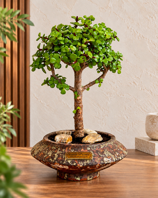 Jade bonsai tree with glossy green leaves in a rustic decorative planter by ROUGE N LOVE