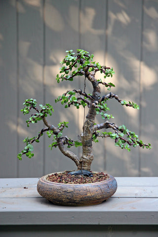 Jade bonsai tree with sculptural branches and lush green foliage