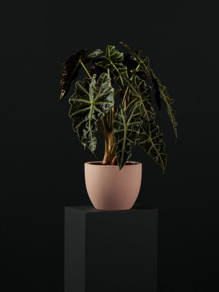 Low-light indoor plant with patterned foliage in a decorative pot
