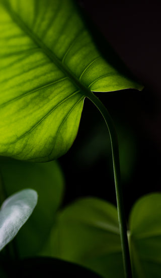 Large indoor plant with lush foliage for interior décor