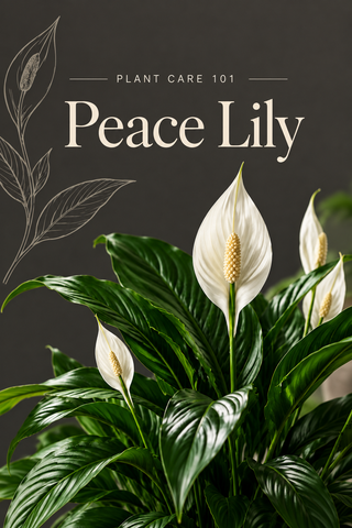 Peace Lily with glossy green leaves and elegant white blooms against a charcoal background for the ROUGE ‘N’ LOVE Plant Care 101 mobile guide.