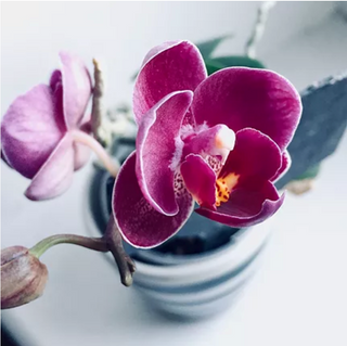 Flowering orchids indoor plant in a decorative pot