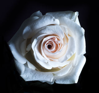 Preserved white Infinite Rose with elegant layered petals
