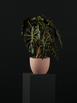 rougenlove-low-light-indoor-plants-collection
