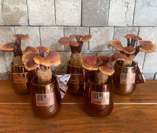 Preserved Lingzhi Mushroom Bonsai