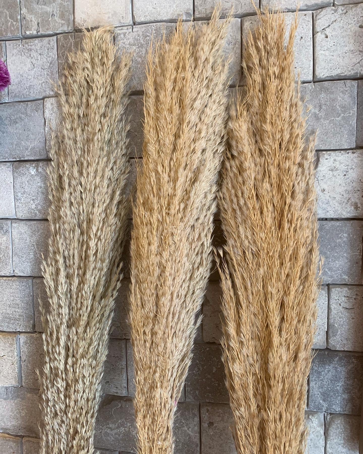 Dried Pampas Grass LG
