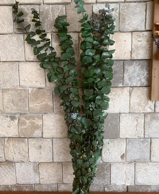 Dried Eucalyptus Bunch