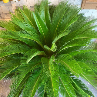 Sago Palm Cycas 'Outdoor'