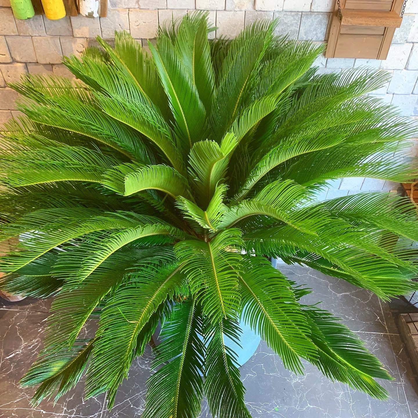 Sago Palm Cycas 'Outdoor'