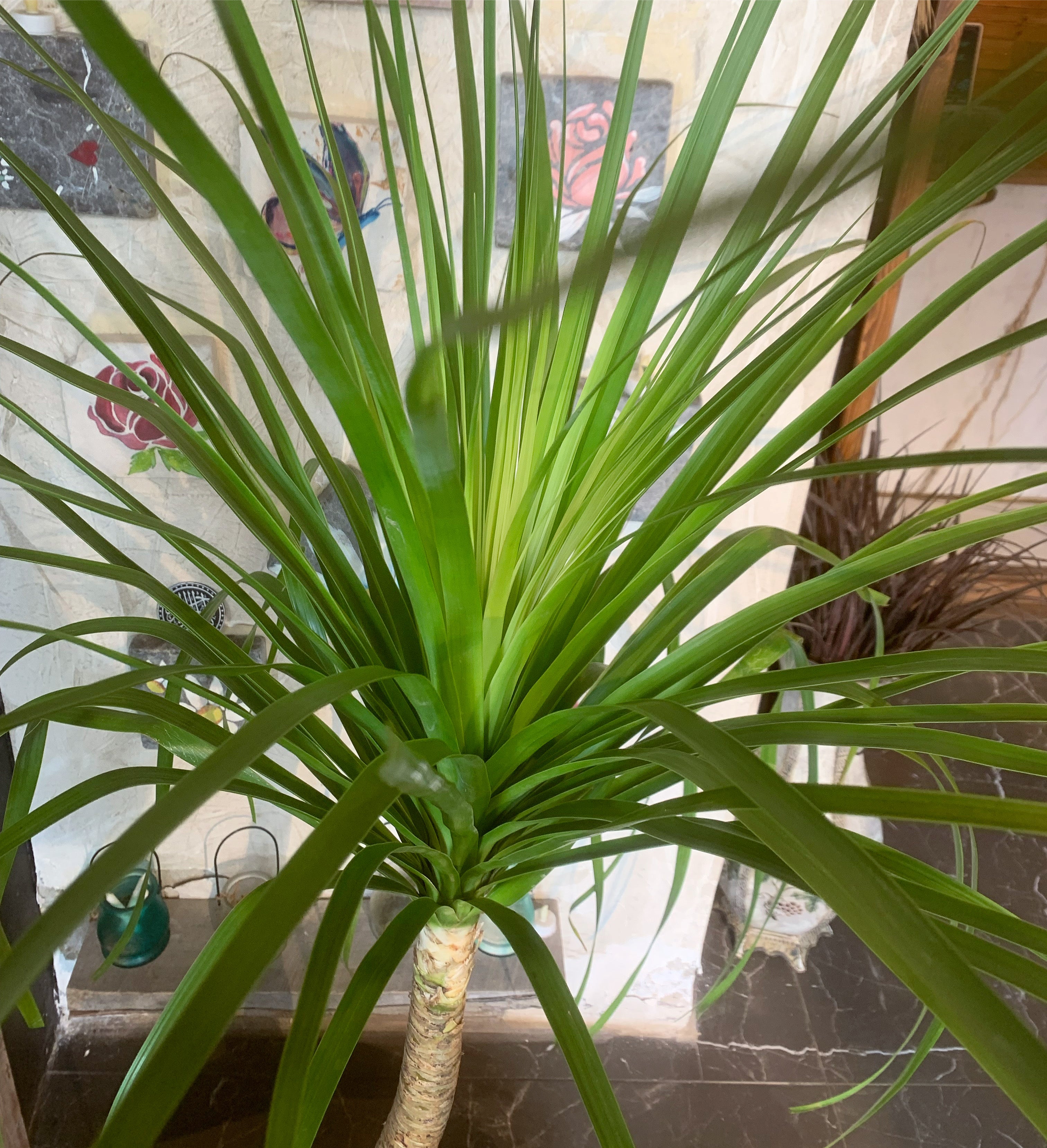 LG Ponytail Palm Bonsai