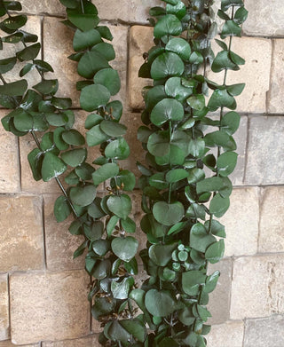 Dried Eucalyptus Bunch