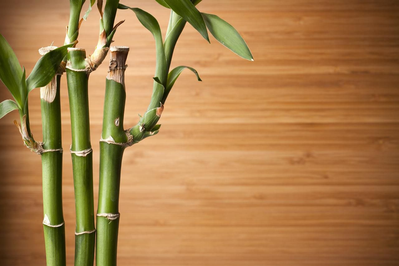 Lucky Bamboo Stalks