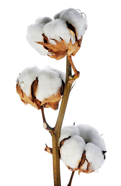 Dried Cotton Stalks